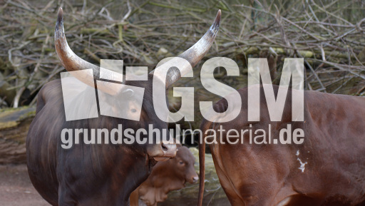 Watussi-Rind (2).jpg